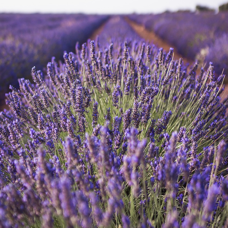 Lavendel – Blüten