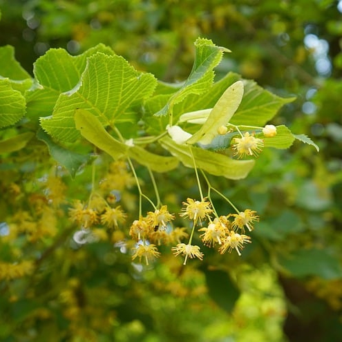 Linde – Blüten