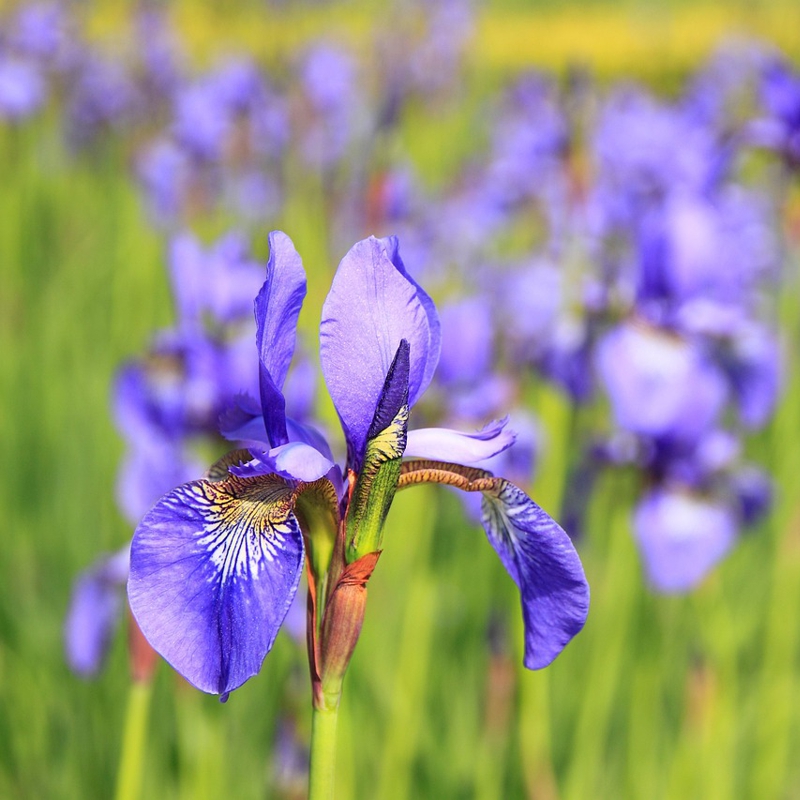 Iris – Wurzel