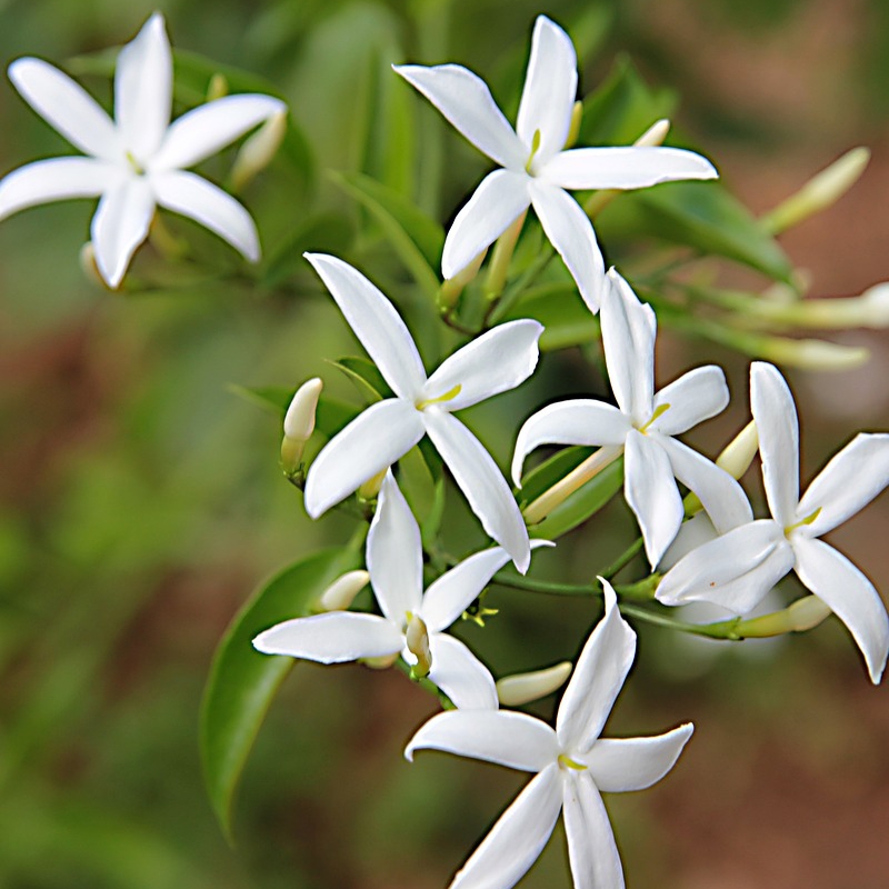 Jasmin – Blüten