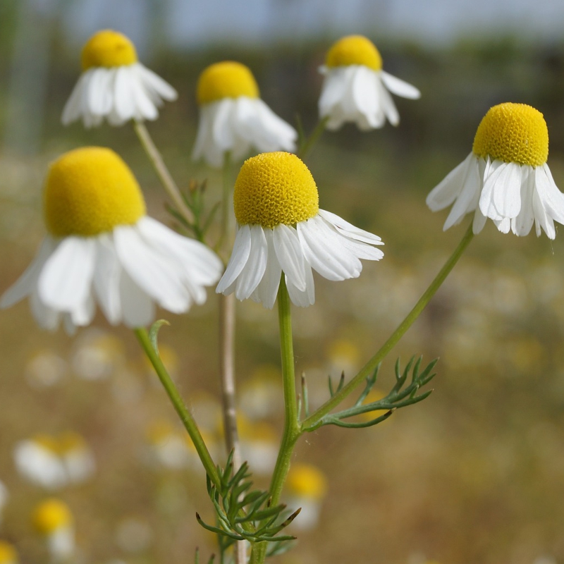 Kamille – Blüten