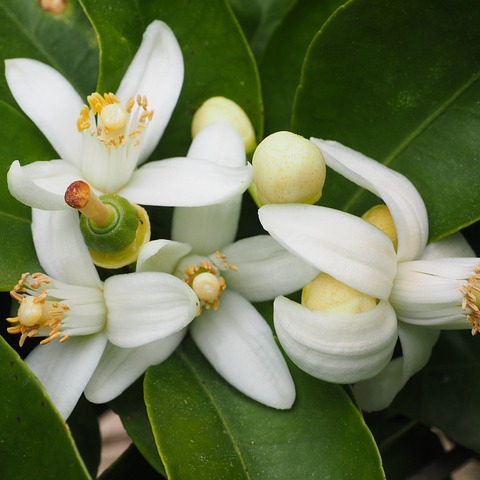 Orange – Blüten