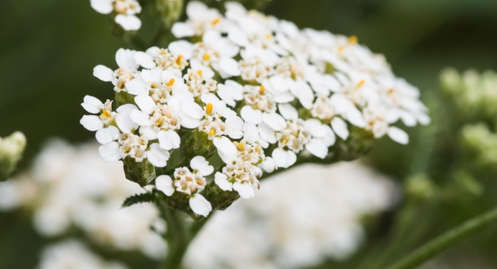 Schafgarbe – Blüten